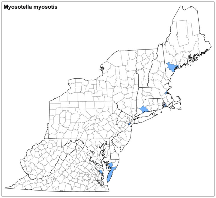 Myosotella myosotis Range Map